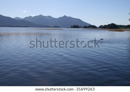 Southeast Alaskan landscape with sockeye salmon jumping out of the water