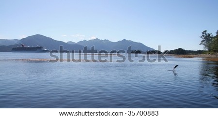 Sockeye salmon jumping near Sitka Alaska\'s Indian River with a cruise ship in the background
