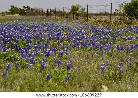 Blue Bonnets in a field