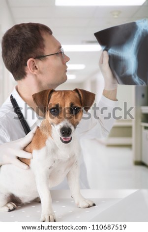 Vet doctor with dog Jack Russell terrier is scrutinizing dog\'s X-ray in veterinary  clinic