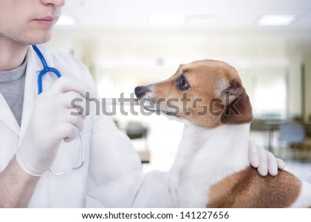 Veterinarian doctor in white medical gown and sterile gloves enter medicine dropper of the dog\'s  mouth