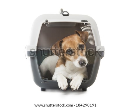 Jack Russell Terrier dog inside a special plastic gray crate animal. White background. Studio shot.