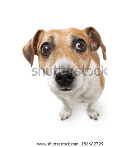 Cute dog with big nose looking to the side with suspicion excitement. White background. Studio shot