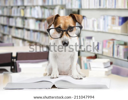Dog librarian keeps order. Read big book. Back to school