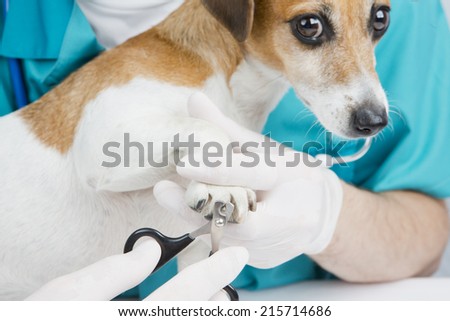 Trimming claws. Manicure and pedicure grooming. dog at a reception at the vet. Horizontal
