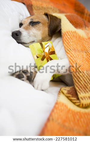Present box gift with dog. Sleeping cozy pet  under a blanket on the pillow. In anticipation of the holiday. Do not open until Christmas