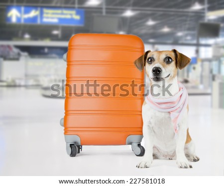Beautiful dog in a stylish scarf waits at the airport. Sitting near the orange suitcase