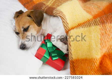 Do not open until Christmas. Present box gift with dog. Sleeping cozy pet  under a blanket on the pillow. In anticipation of the holiday.