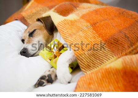 Adorable happy relaxed dog sleeping hugging a present box. The cozy under a blanket on the pillow. In anticipation of the holiday. Do not open until Christmas