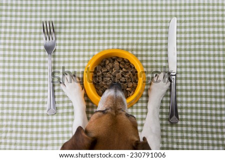 Dog in front of a bowl full of feed. Tasty food for dogs. School of good manners