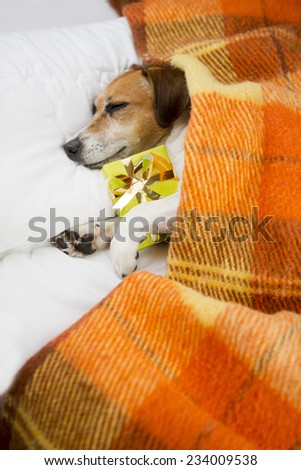 pretty beautiful dog sleeping in an embrace with a gift. Do not open until Christmas