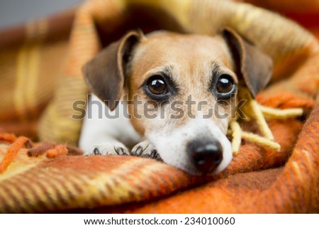 Portrait of good dog basking resting under a cozy blanket