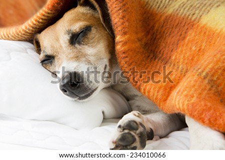 cute dog sleeping basking resting under a cozy blanket