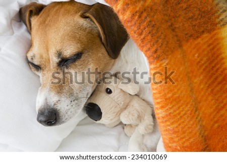 Beautiful smiling pleased little dog is sleeping in an embrace with a toy dog