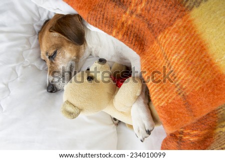 Beautiful smiling pleased little dog is sleeping in an embrace with a toy Teddy bear