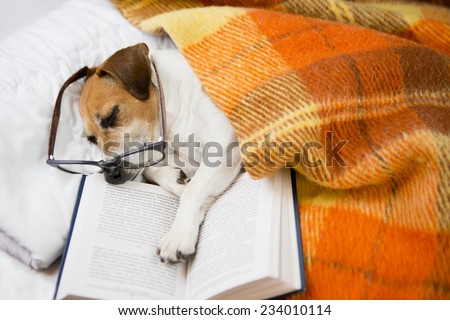 Happy cute dog with reading glasses fell asleep in a comfortable bed with a book