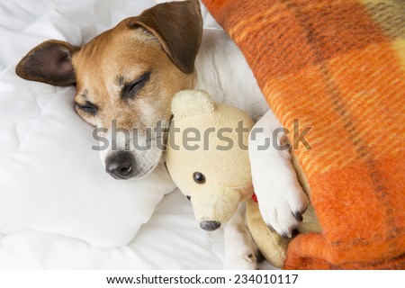 Cute smiling pleased little dog is sleeping in an embrace with a toy Teddy bear