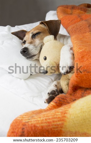 Good night and Sweet dog dreams with little toy friend Teddy bear