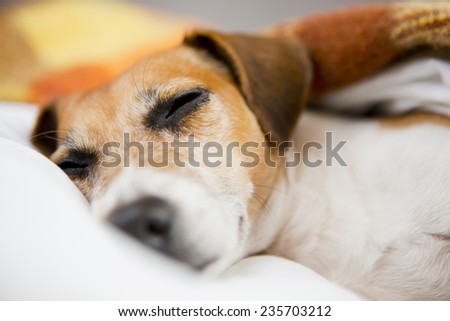 sweet best dog muzzle sleeping in bed