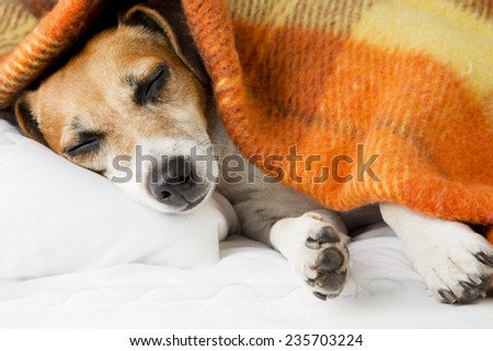 Adorable beautiful dog face sleeping in bed. Sweet dreams