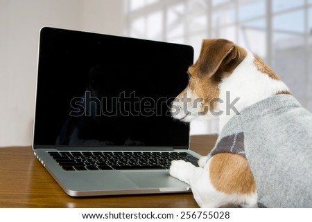 Smart dog Jack Russell terrier works in the office at the computer. Licked. Black screen background you can place your information