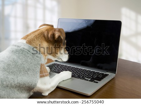 Smart dog works in the office at the computer. Licked. Black screen background you can place your text