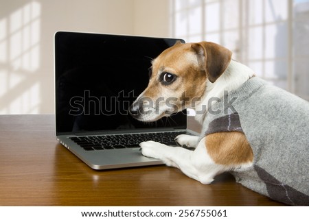 Cute dog works in the office at the computer. Licked. Black background you can place your text