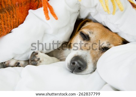 beautiful dog Jack Russell terrier sleeping in the home cozy soft bed sheltered warm blanket. Luxuriate in bed