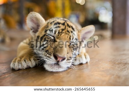 Portrait of a little tiger cub lies dormant sleeping on the wooden floor. Shallow depth of field