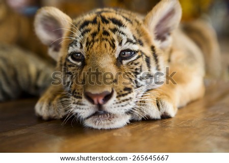 Cute little tiger cub lying on a wooden floor.  Shallow depth of field
