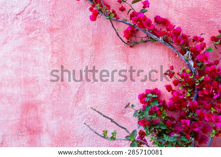 red rose plant against pink wall background