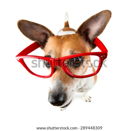 Cool funny small dog pup with red glasses without lenses with large protruding ears