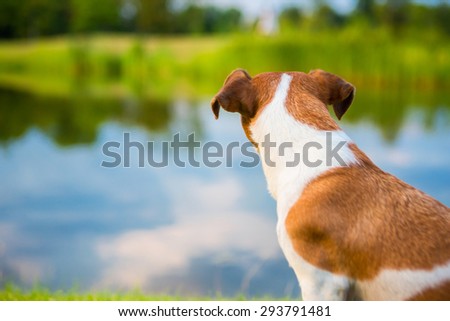 Dog in nature looking thoughtfully into the distance. Summer landscape pond and forest. fresh air, countryside eco vacation. Nape puppy back