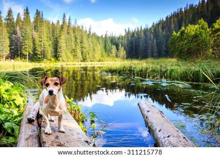 Small cute dog standing near the lake in the forest. Surface of water reflects conifer trees beautiful. Series of photos