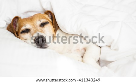 Close up portrait funny dog Jack russell terrier lying on white sheets sunny weekend morning relax. Happy home atmosphere mood.  petfriendly ( dogfriendly ) hotel