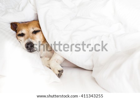 Sleepy sweet dog on white soft comfortable bed, pillow covers and bed sheet. Leisure petfriendly ( dogfriendly ) hotel. Don\'t worry be happy!