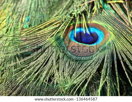 Indian Blue Peafowl or Blue Peafowl (Pavo cristatus) male peacock feathers close up