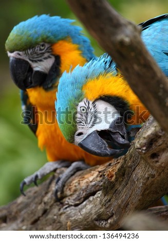 Blue-and-Yellow Macaws (Ara ararauna), also known as the Blue-and-Gold Macaw