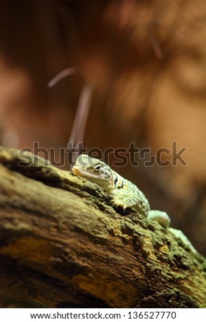 Collared lizard