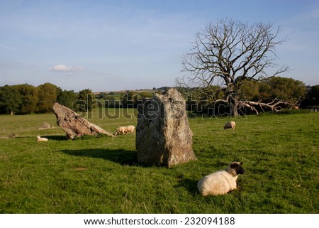 Standing stones and sheep at Stanton Drew stone circle in Somerset, England, UK.