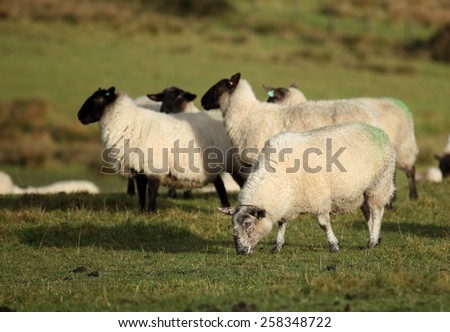 Sheep in a field. Somerset, England, UK.