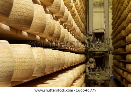wheels of cheese on the racks of a maturing storehouse