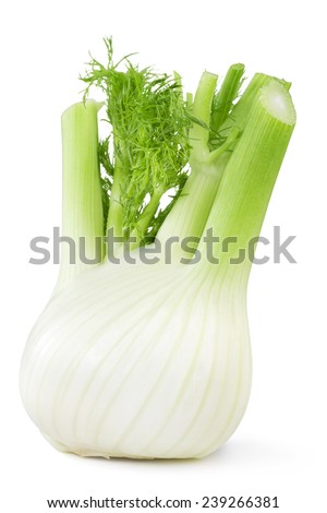 close up of fresh fennel isolated on white background