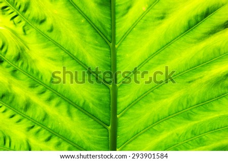 Background of Green Leaf cell structure - macro shot, natural texture