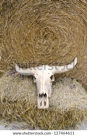 Buffalo skull on rice straw