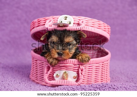 Yorkshire terrier puppy in a pink basket, on purple background