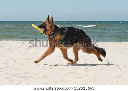 6-month-old German Shepherd puppy playing on the beach