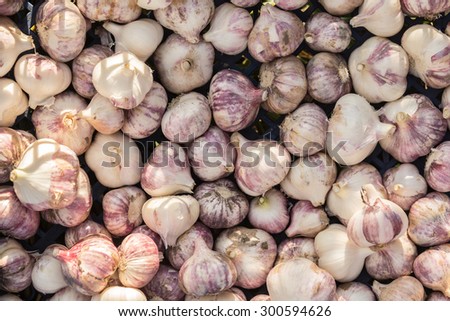 Garlic harvest in Russian garden at summer