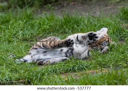 tiger cub lifting paw