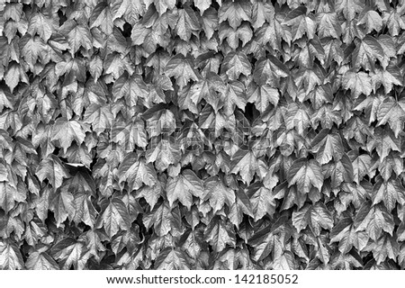 Black and white leaves covering a wall